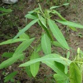 腐烂不堪的头像