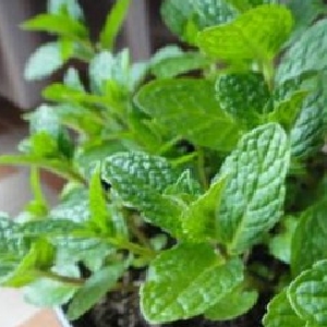 说情话念情书的头像