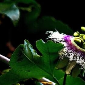 有可能的夜晚的头像