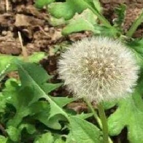 矜持被高冷拐走的头像