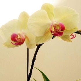 因爱而存在的头像
