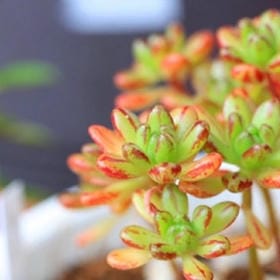时光遗忘的背面的头像