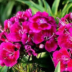 爱在黎明前破晓的头像