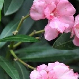 首席撩妹指导师的头像