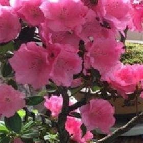 南北挽素的头像