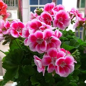 微笑与伤心的头像