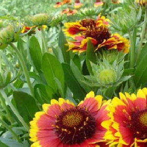 心亡则人亡的头像