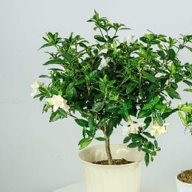 清稚理想的头像