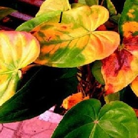 你女友你男友的头像