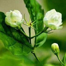 海浪灼伤的头像