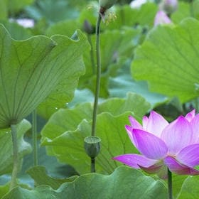 时光流成沙的头像