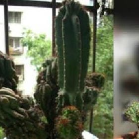 季末樱花落的头像