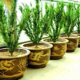 承诺是敷衍的头像
