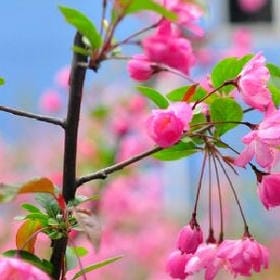 落霞孤鹜的头像