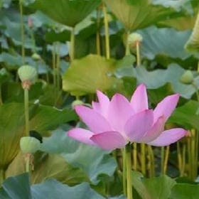 月落乌啼的头像