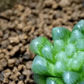 风过花丛的头像