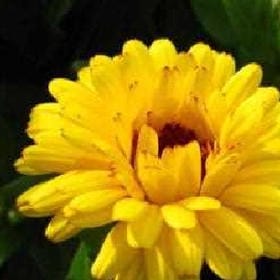 月照寒窗的头像