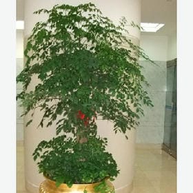 风拂松涛的头像