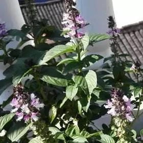 雾隐渔舟的头像