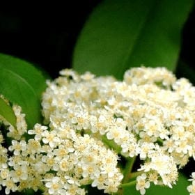 雾锁烟岚的头像