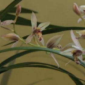 雪沁梅骨的头像