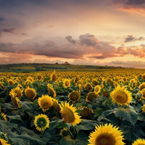 风递墨香的头像