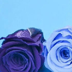 松风入弦的头像