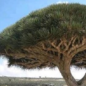 竹窗邀月的头像