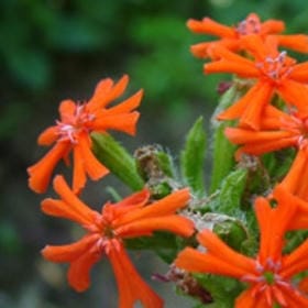 鹤踏霜痕的头像