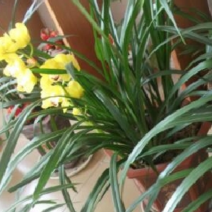 风递书声的头像