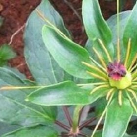 清露浥花的头像