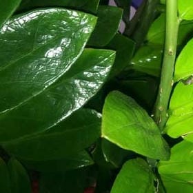 风翻画扇的头像