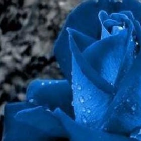 疏雨打篷的头像