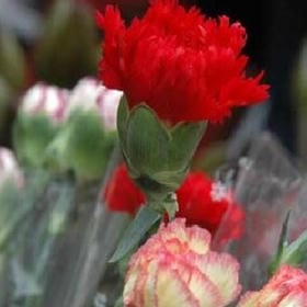 星灯万斛的头像