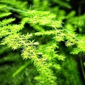 竹窗听风的头像