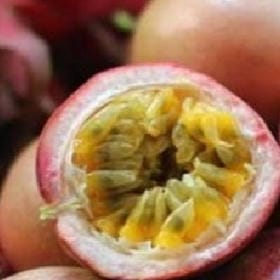 风翻诗草的头像