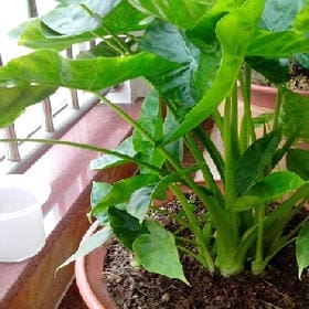 风折桃枝的头像