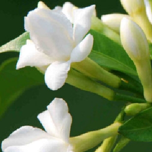 月移梅径的头像