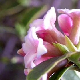 星芒苏打水的头像