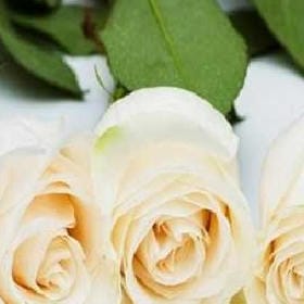 柠檬云朵的头像