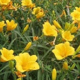 茶漬け手札的头像