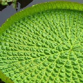 奶油郵差的头像