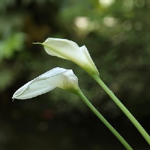 她在梦里泪不停的头像