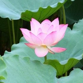 一秋三度的头像