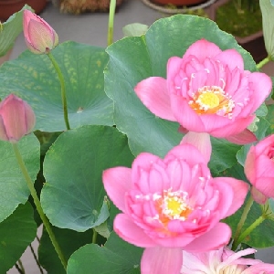 霏雨落红桃的头像