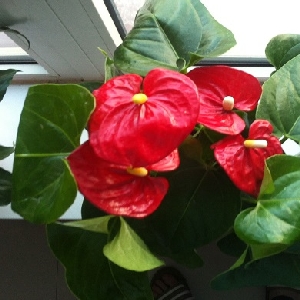 睫毛上的泪珠的头像