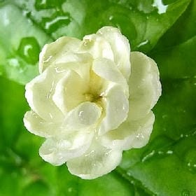 一江旧雨烟的头像