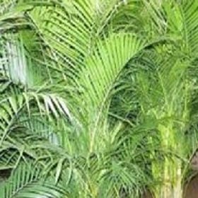 向孤独投降的头像