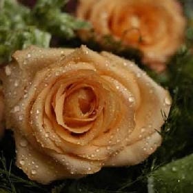 最爱的你最美的头像