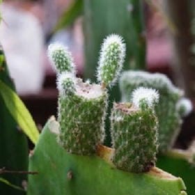 人面似桃花的头像